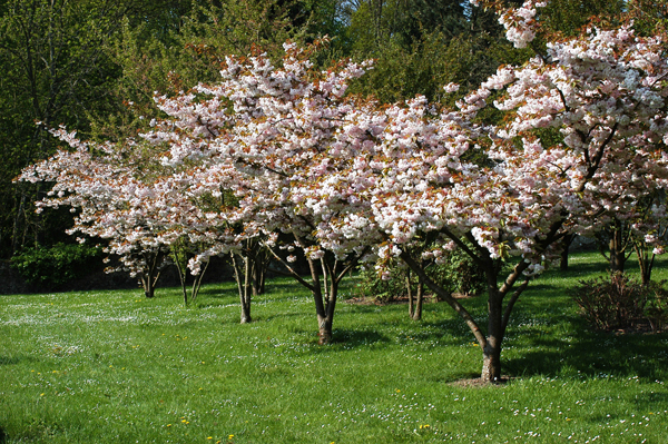Cerisiers du japon – Château de Breteuil © Fabrice Milochau, Comme un Air De Printemps avec Paroles de Jardiniers !