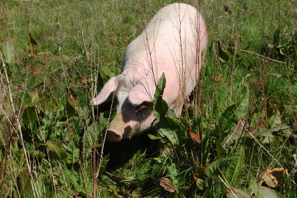 Cochon bio en Mayenne ©Judith LossmannVacances en France : Gastro-nomade en Mayenne !
