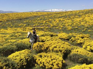 Rando dans les genêts de la sierra de Gredos@maria elena dendaluce