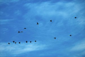 Au matin, sur le lac du Der, le ciel se remplit de grues cendrées et de leurs cris. © Judith Lossmann