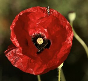 Eveil à la permaculture