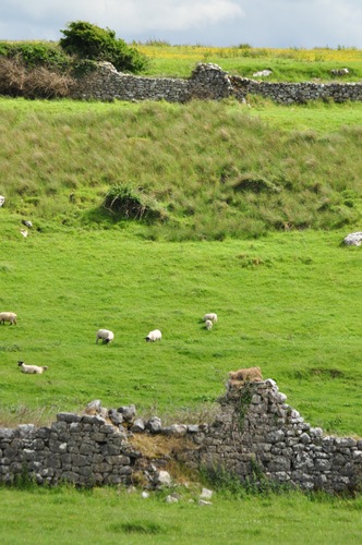 En quittant le parc national de Burren… des moutons et des murs de pierres sèches. Toute l'Irlande. ©Judith Lossmann