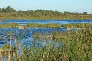 Paysage de la Camargue ©Judith Lossmann