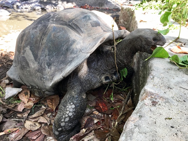 seychelles tortue geante 1486