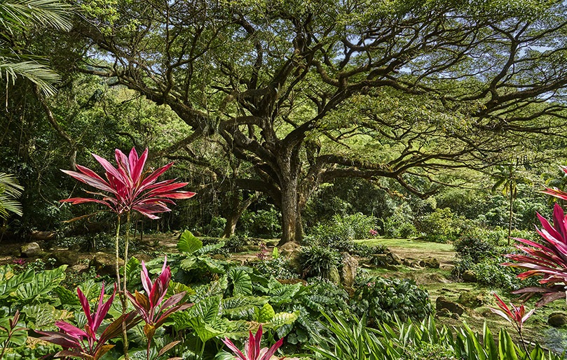 La Martinique, l’île aux fleurs