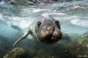 Argelès-sur-Mer, festival Nature, Photos, Pascale Kobeh