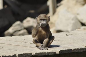 Le Refuge de l'Arche