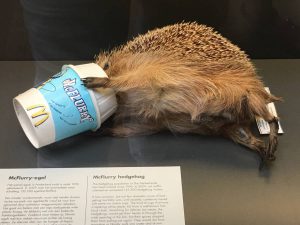 Le Musée des animaux morts à Rotterdam