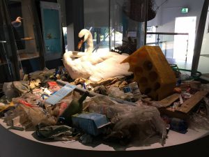 Le Musée des animaux morts à Rotterdam