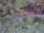 Photo animalière libre et sauvage