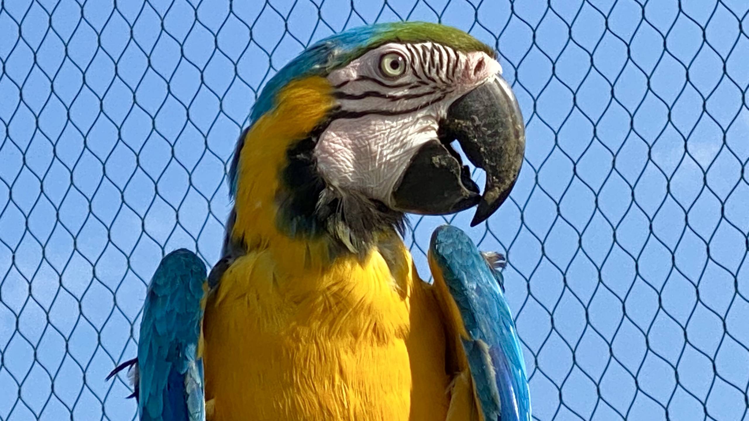 Un rêve de gosse devenu réalité : Parrot World