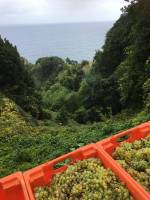 Madère, l&rsquo;île. Madère les vins en l&rsquo;île