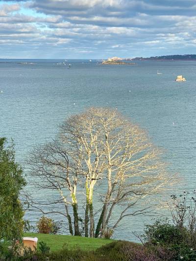 arbre blanc, baie de Morlaix