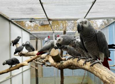Parrot World-Gris du Gabon 1