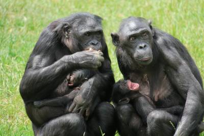Vallée des Singes-2 mamans Bonobos et leurs petits-©Vallée des singes