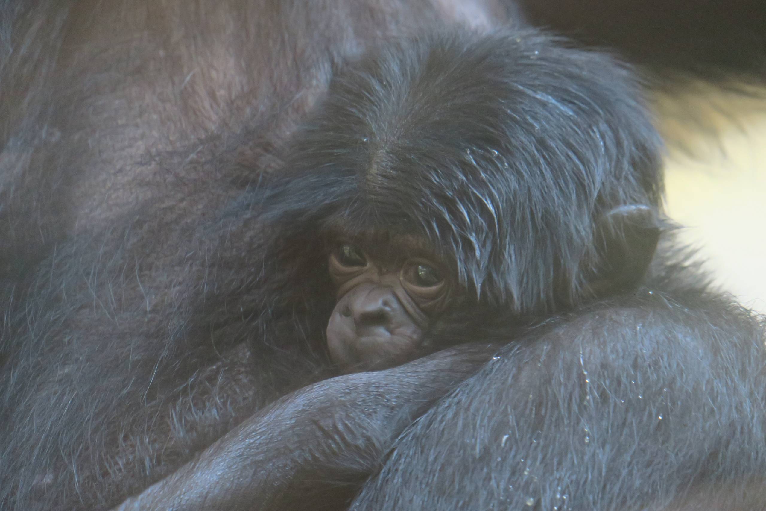 5 bébés Bonobos nés à la vallée des Singes