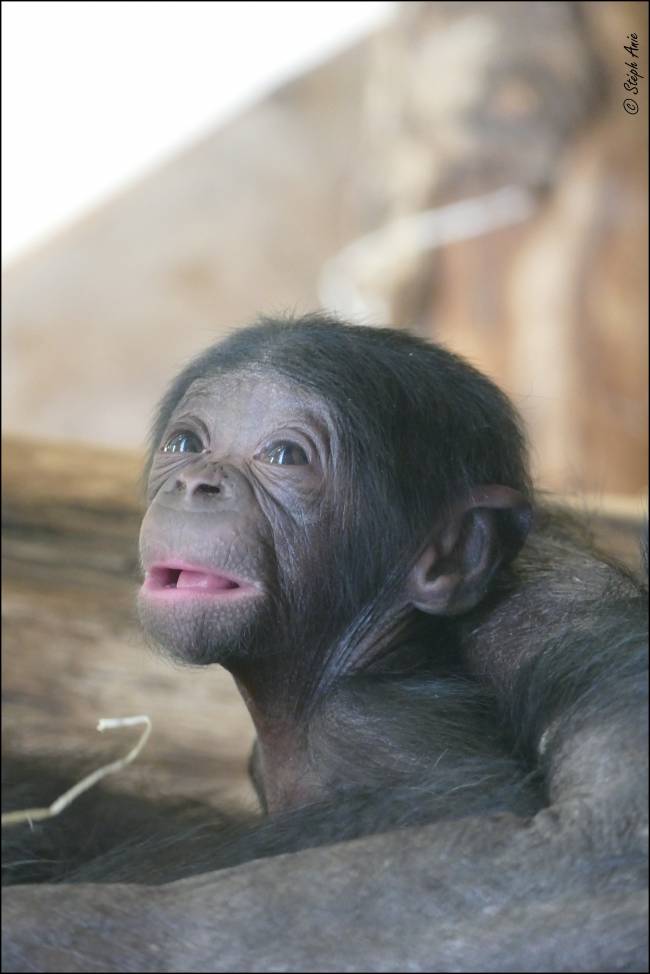 Vallée des Singes-bb bonobos:2©Stéph Anie3