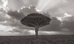Socotra, des dragonniers et des hommes