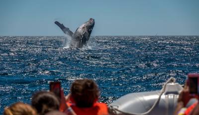 Quelques personnes a bord d'un bateau pneumatiques observent une énorme baleine grise faire un aut hors de l'eau de l'ocean