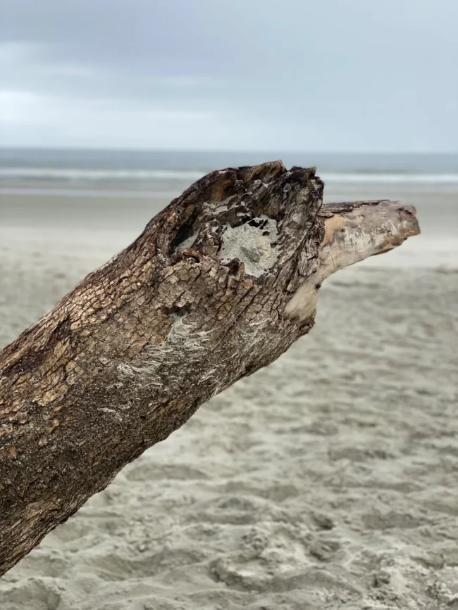 Une souche oubliée prend des allures de tête d'oiseau.