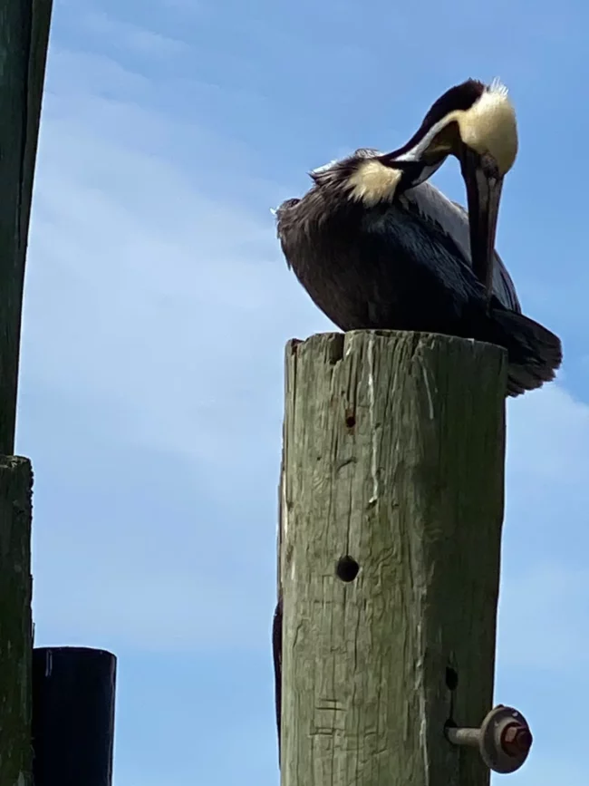 Un pélican posé au sommet d'un poteau de bois fait une halte.