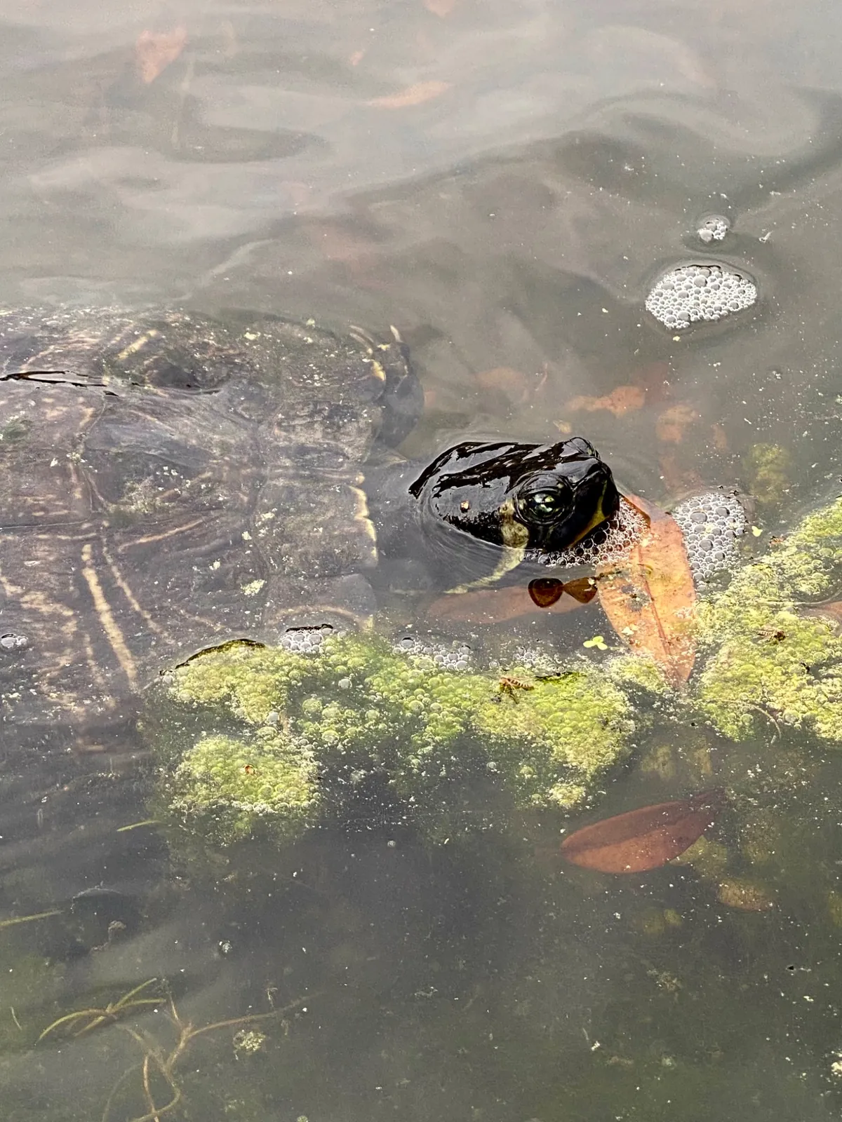 Une grosse tortue d'eau jaune et noir sort sa tête.